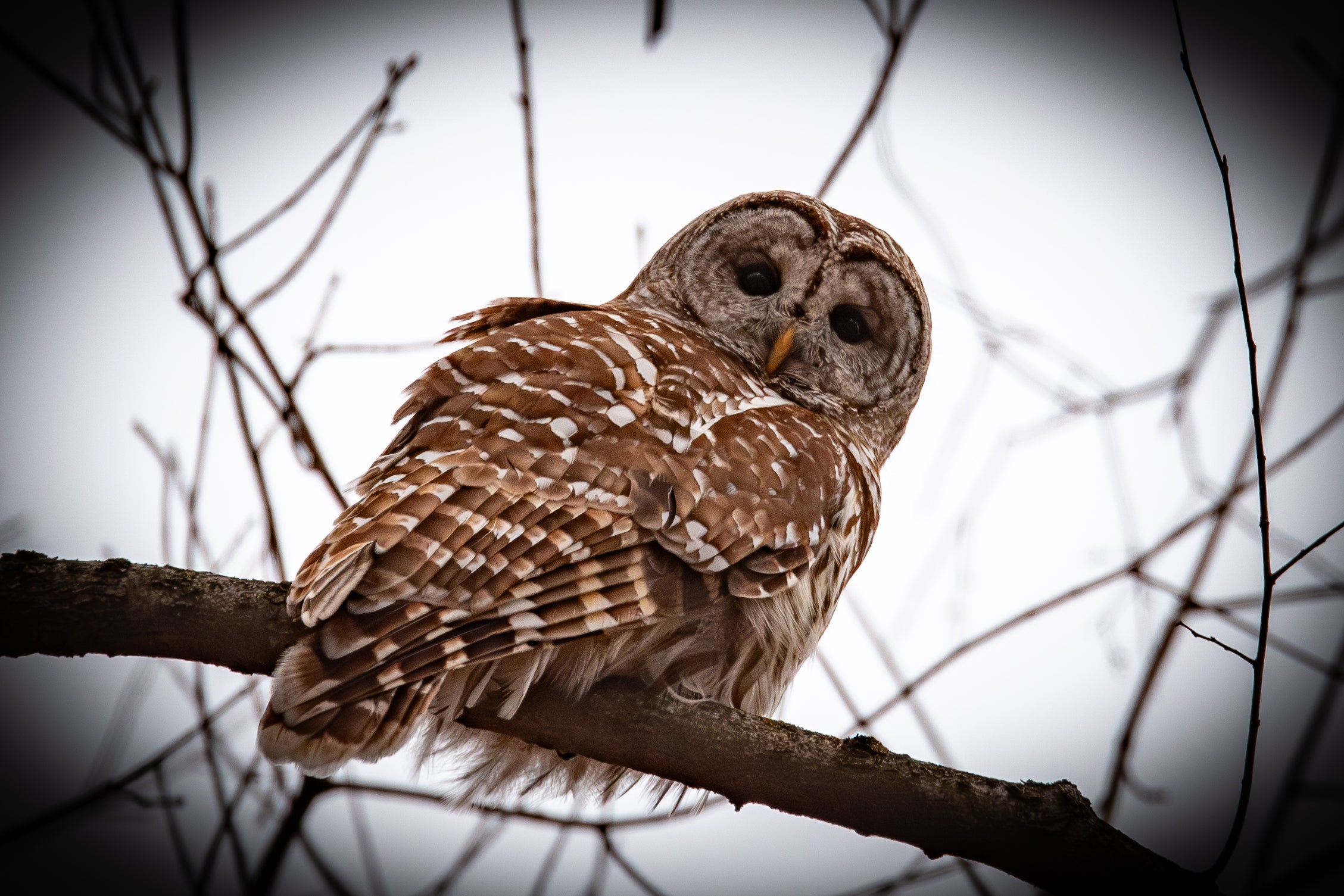 Barred Owl Canvas Print 2
