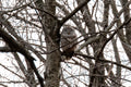 Barred Owl Canvas Print 3