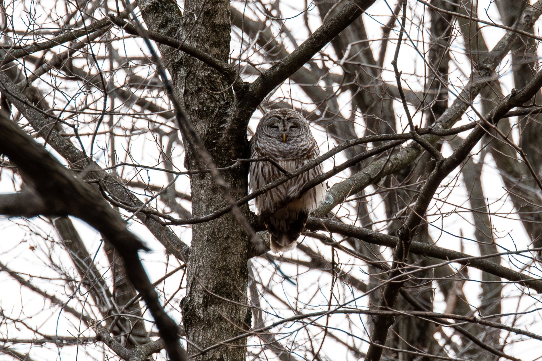 Barred Owl Canvas Print 3