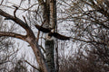 Bald Eagle Canvas Print 3