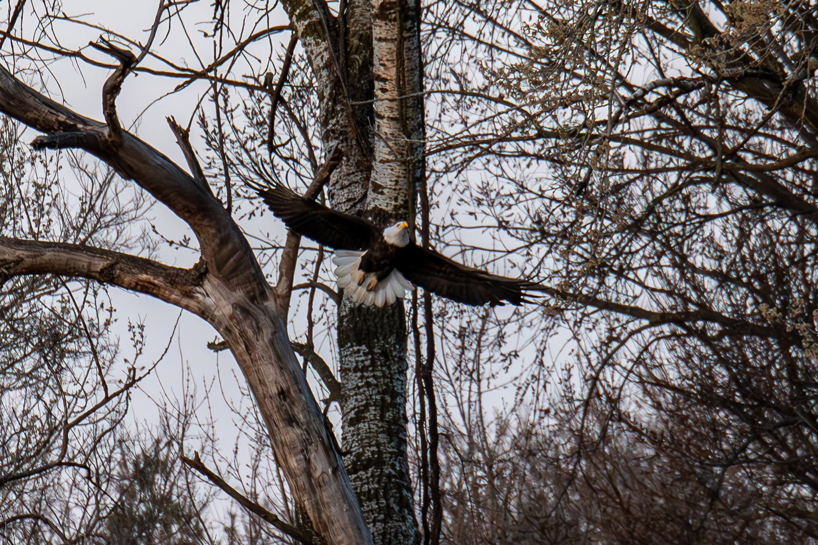 Bald Eagle Canvas Print 3