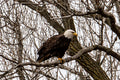 Bald Eagle Canvas Print 2