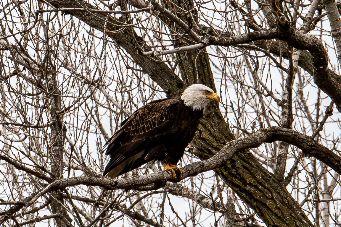 Bald Eagle Canvas Print 2