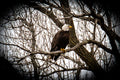 Bald Eagle Canvas Print 1