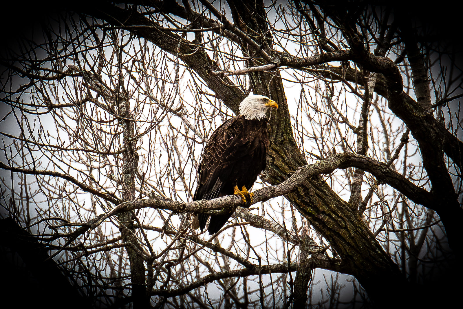 Bald Eagle Canvas Print 1