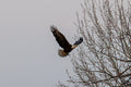 Born To Soar – Bald Eagle Canvas Print