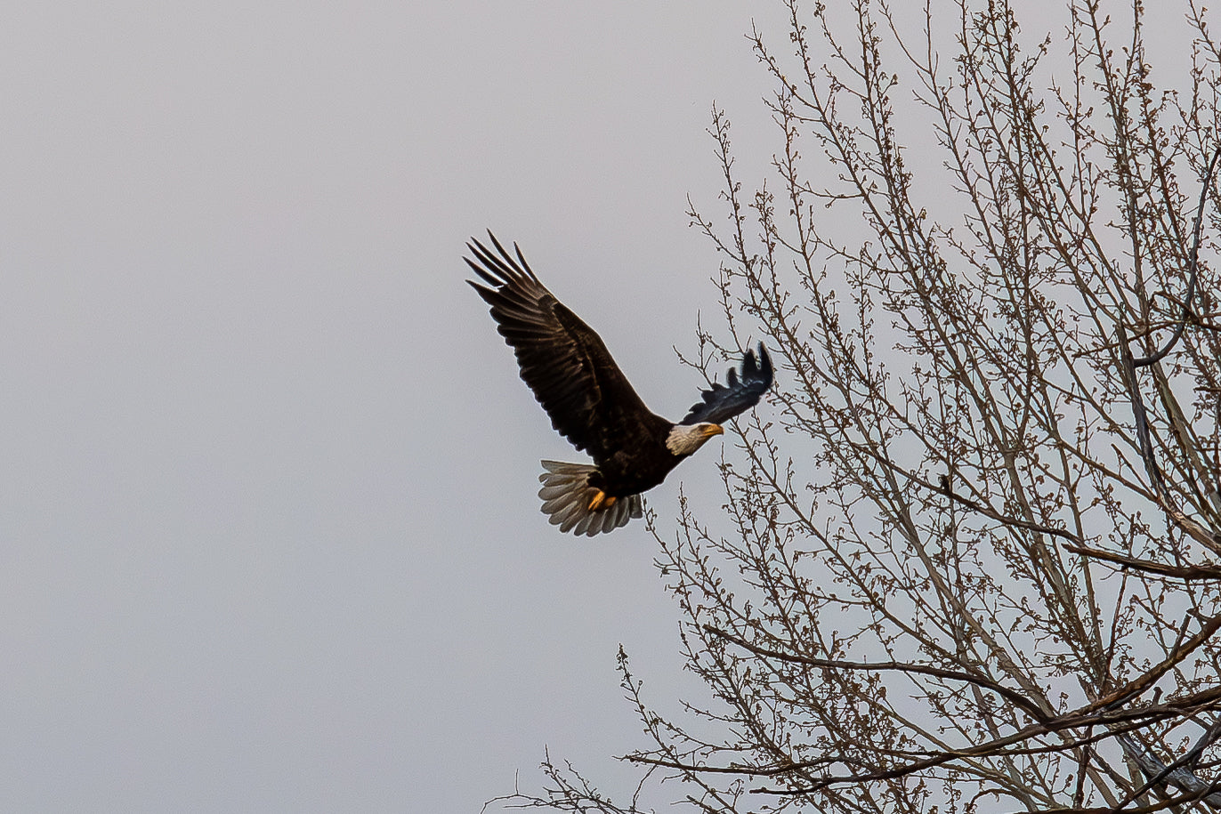 Bald Eagle Canvas Print 3