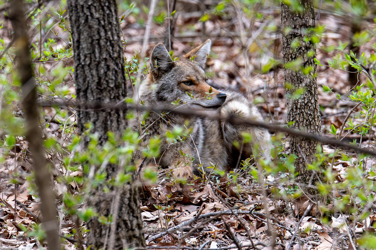 Ghost of the Prairie – Coyote Wildlife Canvas Print