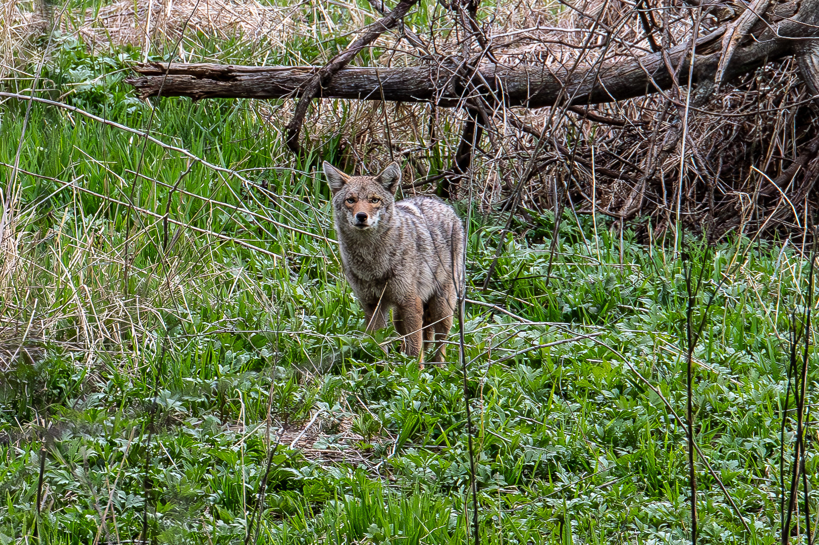 Coyote Canvas Print 3