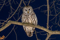 Barred Owl Canvas Print 1
