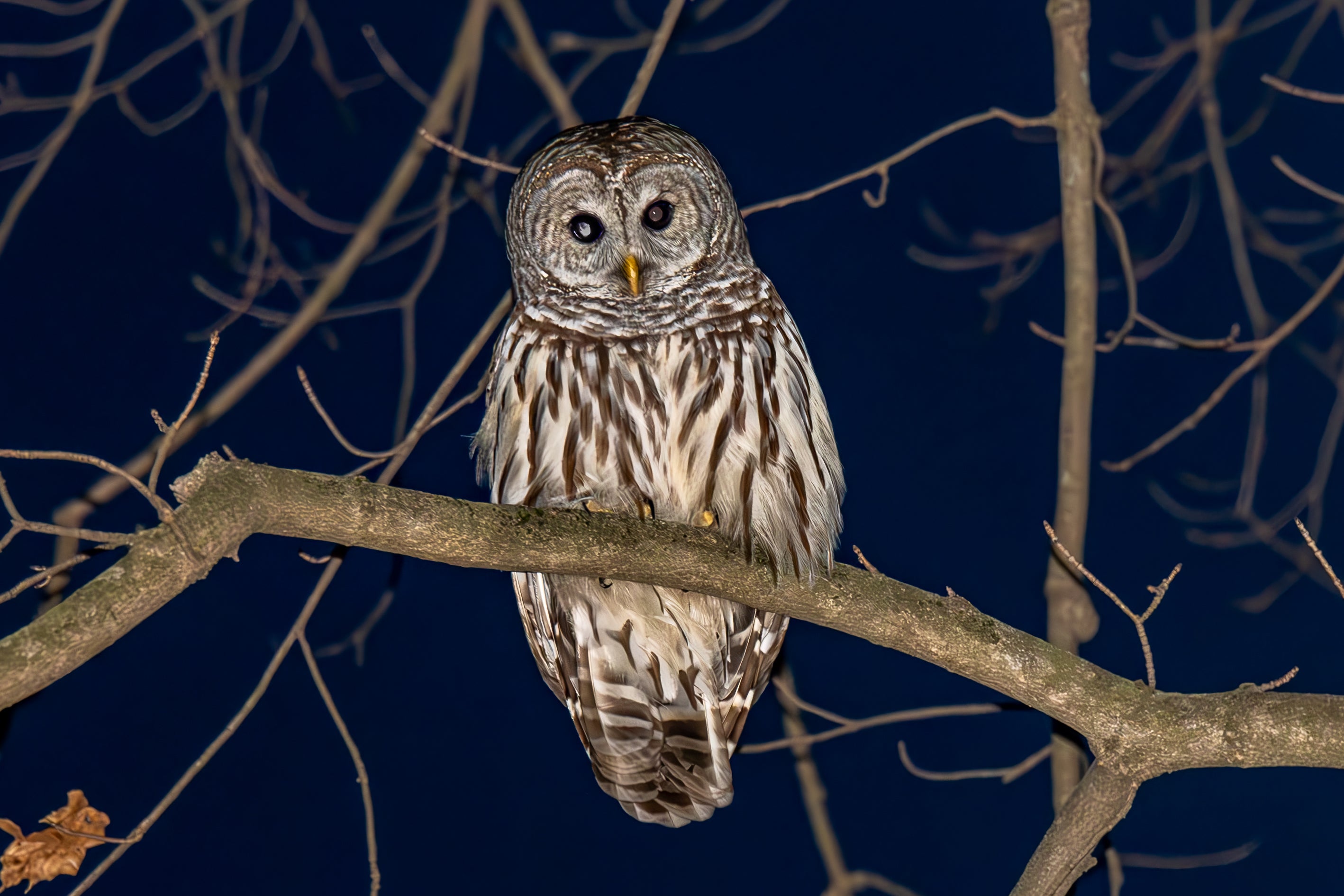Barred Owl Canvas Print 1